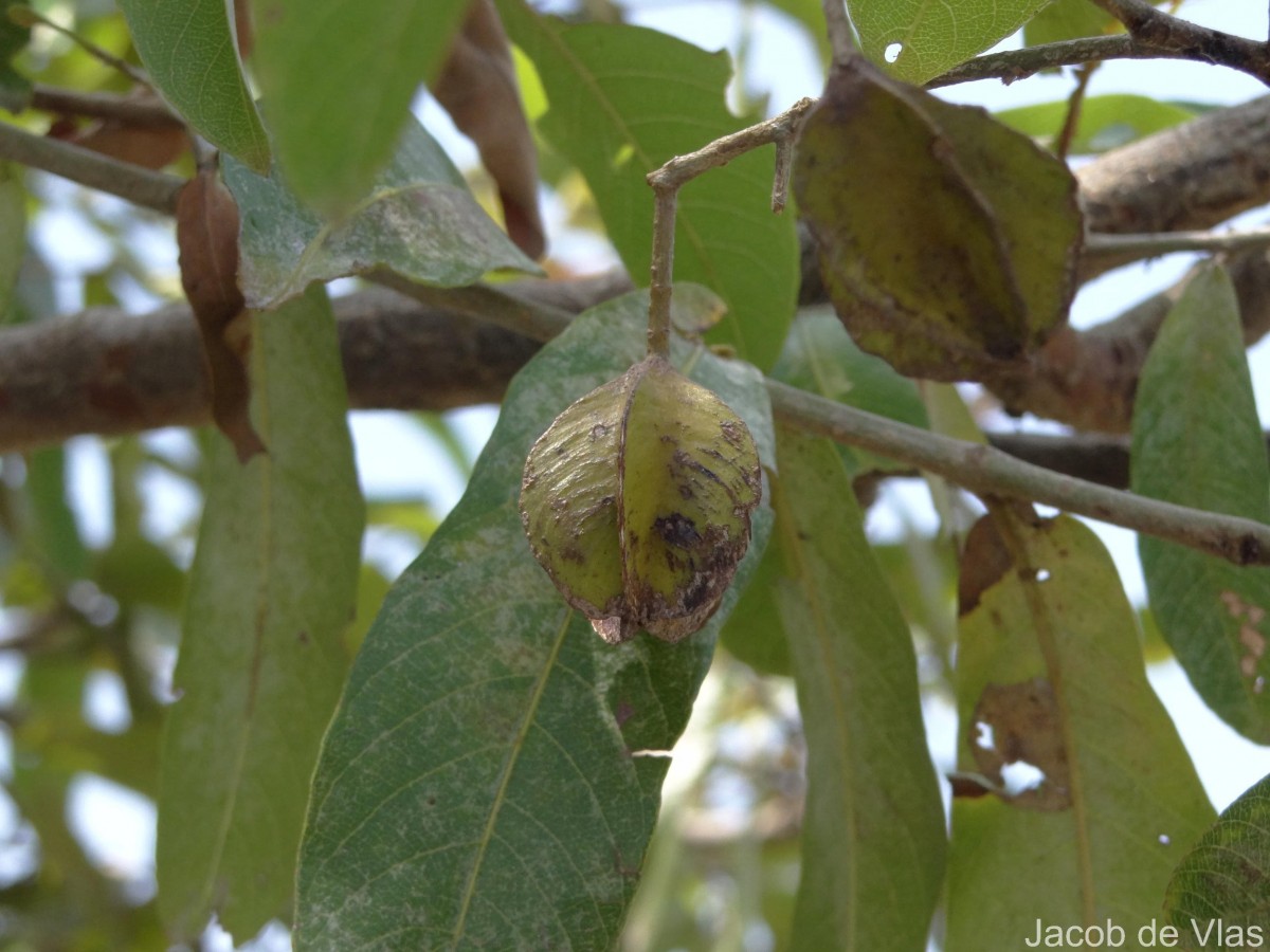 Terminalia arjuna (Roxb. ex DC.) Wight & Arn.